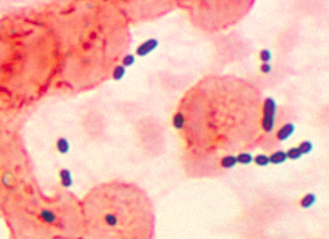 Enterococcus 1